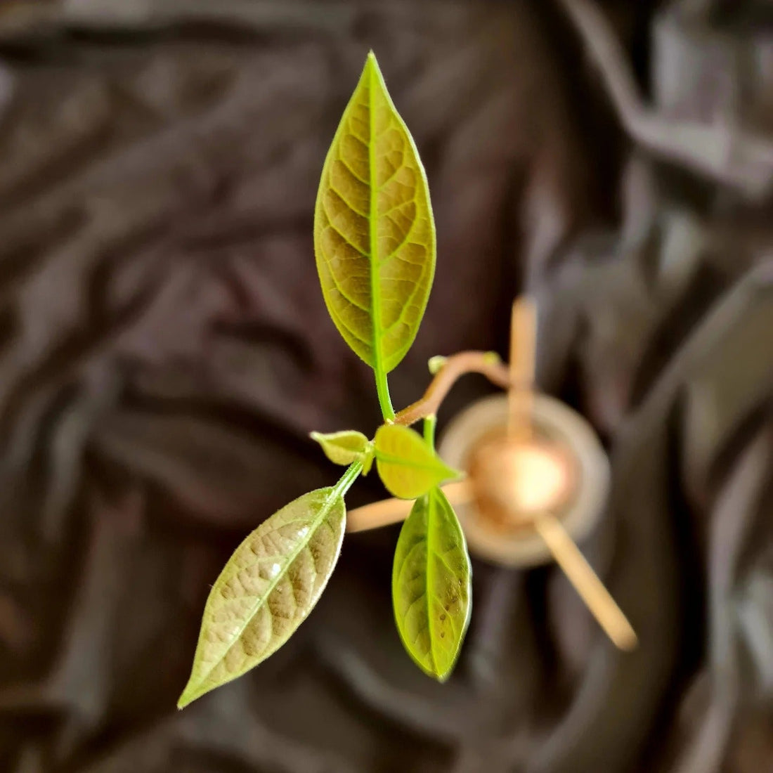 new born avoado