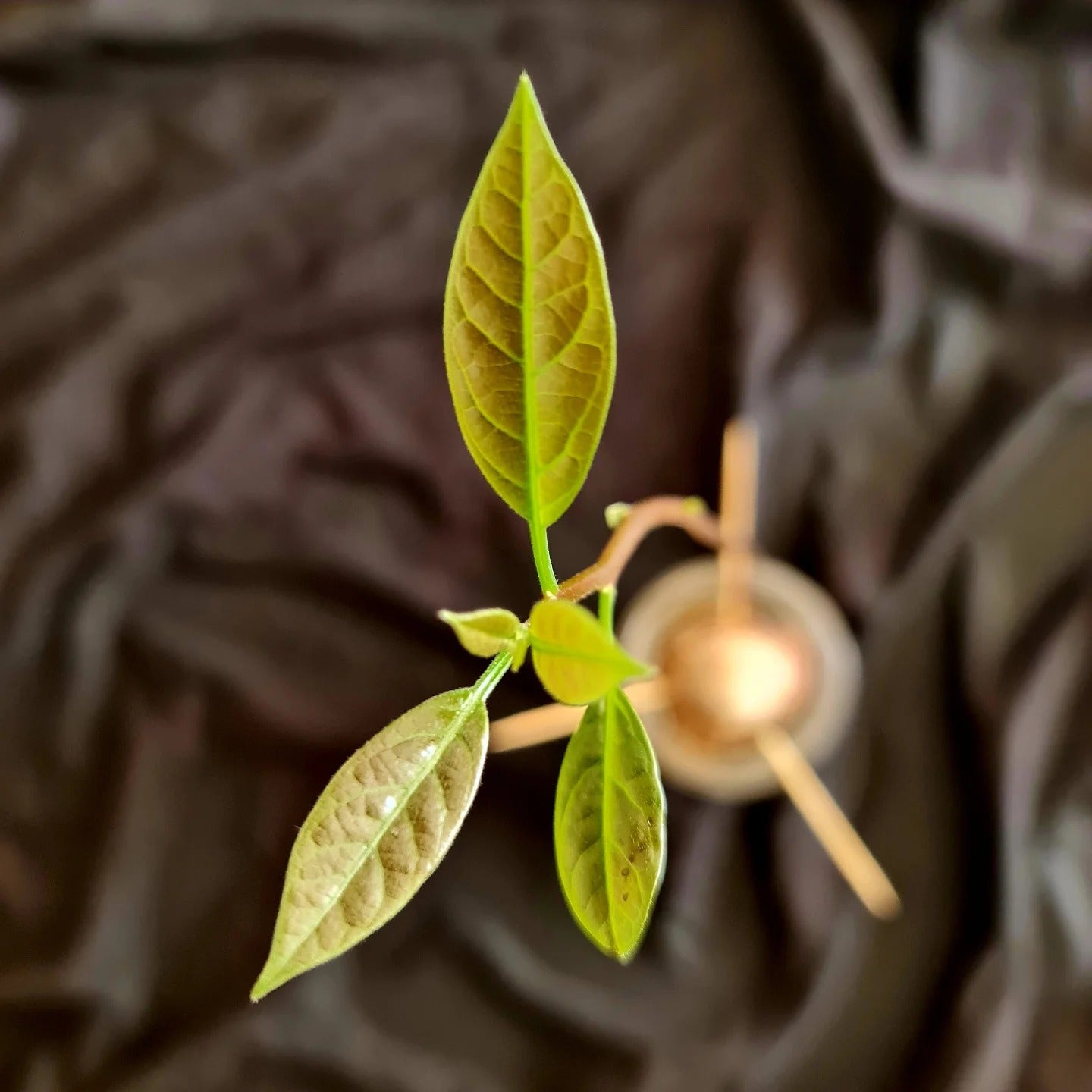 How a Plant Saved My Sanity