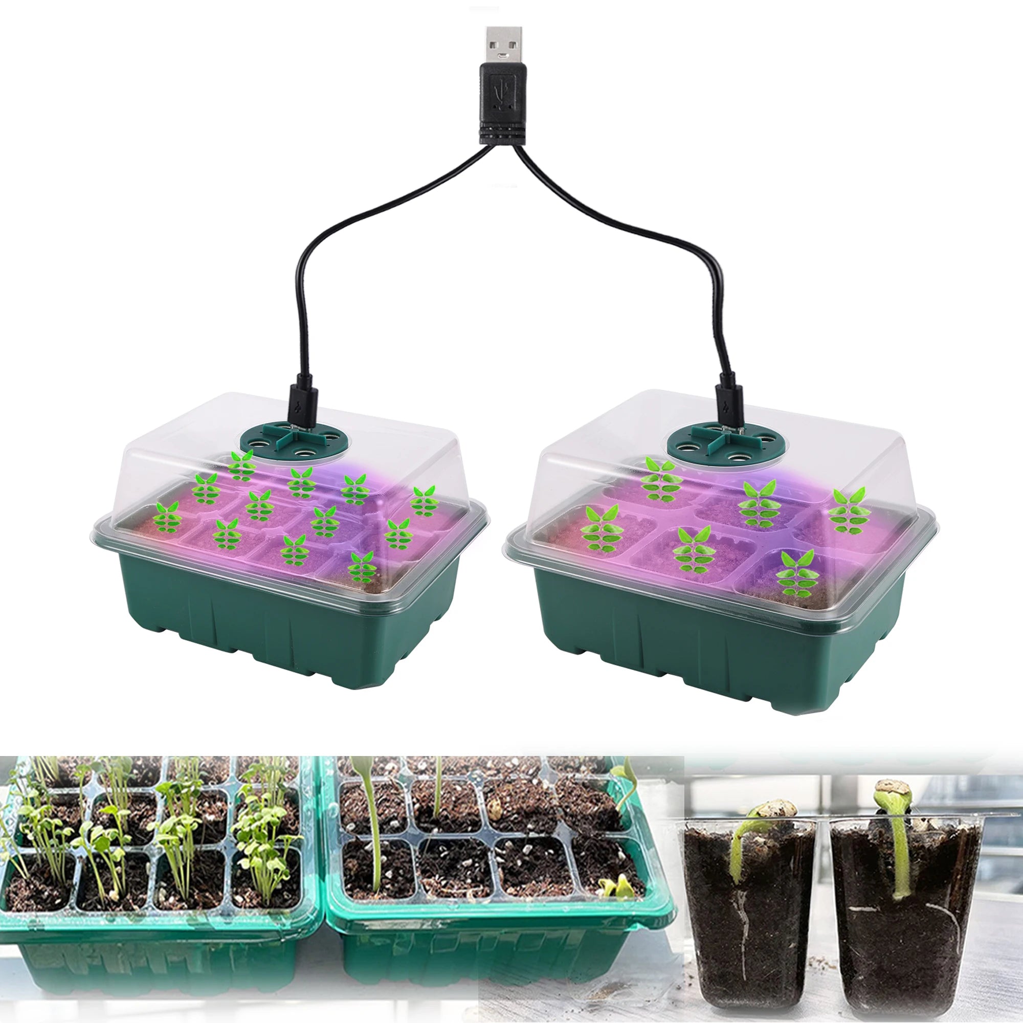 Seed Germination Incubator