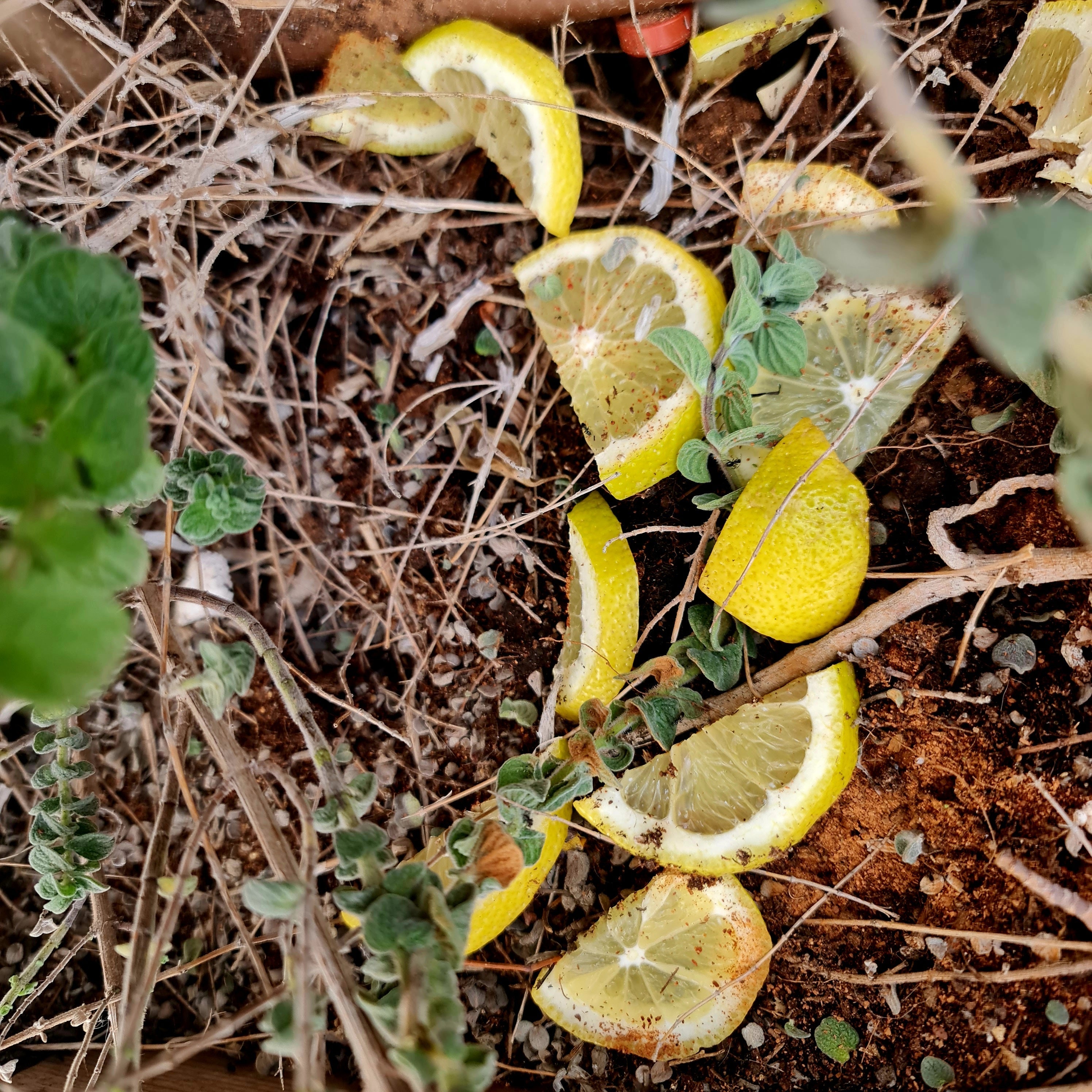 How I (Almost) Got Rid of the Ants in the Garden
