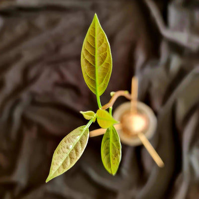 new born avoado