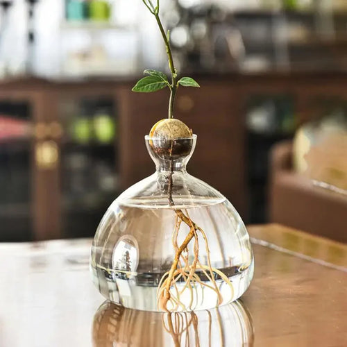 Avocado Bonsai