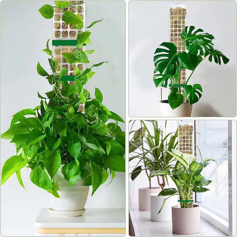 Growth Support f
