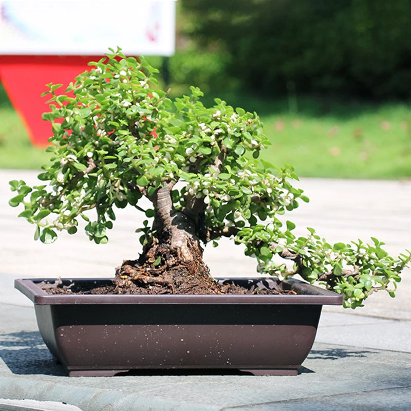 🌿 Old & Wise – Bonsai-Inspired Smart Planter