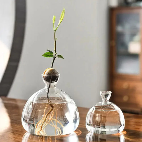 Avocado Bonsai